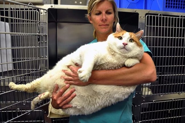 Толстый белый с рыжим кот на руках рядом с клеткой