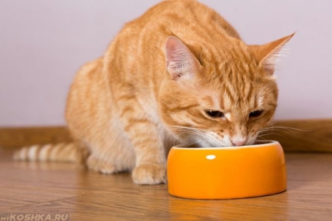 Рыжий полосатый кот и желтая миска на полу
