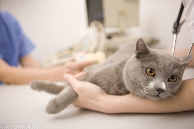 Серый кот на ветеринарном столе с симптомами перитонита
