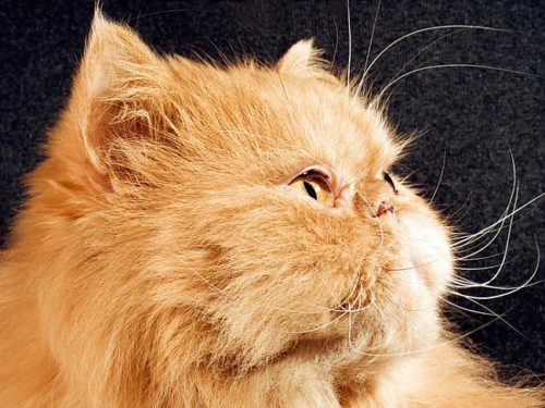 Рыжий пушистый персидский кот