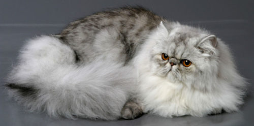 Серый пушистый персидский кот