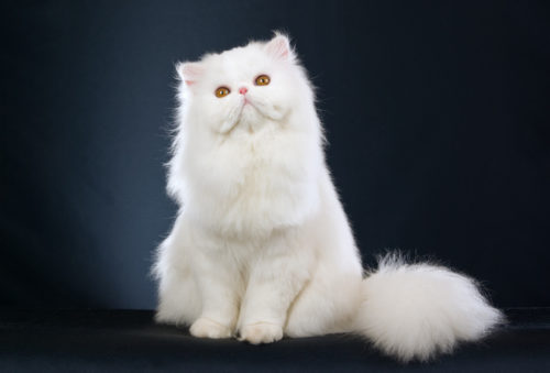 Белая пушистая персидская кошка на темном фоне