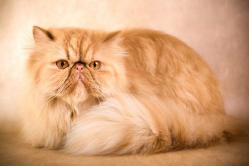Рыжий пушистый персидский кот
