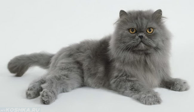 Серый пушистый персидский кот
