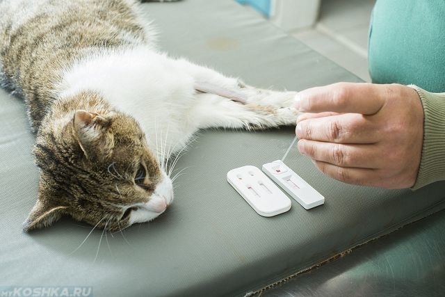 Кошка лежит на столе у ветеринара забор крови
