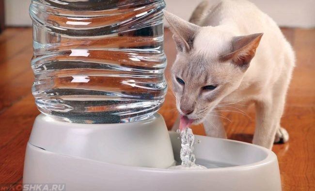 Кот пьёт воду из миски