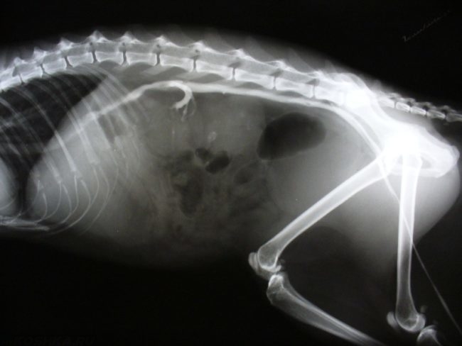 Рентгеновский снимок почечной недостаточности у кошки