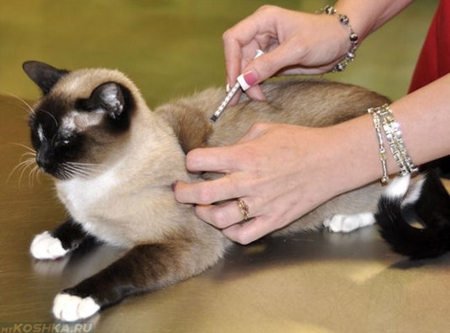 Сиамской кошке ветеринар ставит прививку