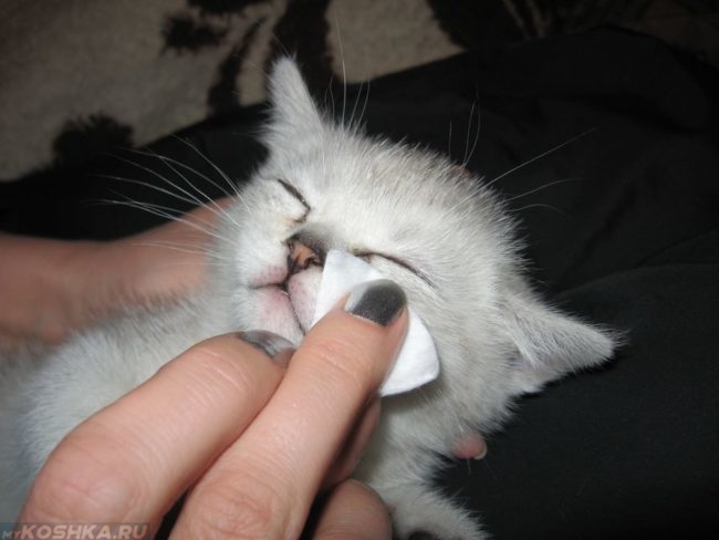 Промывание глаз у белого пушистого котёнка