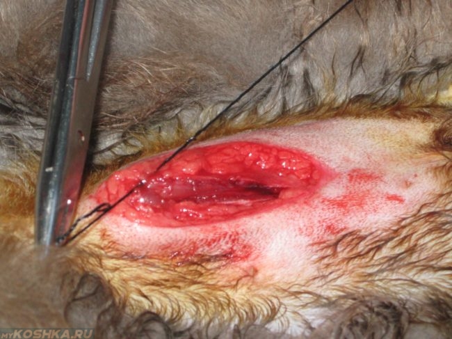 Разошёлся шов у кошки после стерилицации