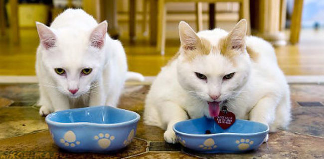 Две кошки едят в положенное время
