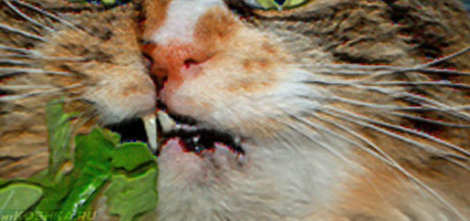 Кошка с расстройством желудка ест траву