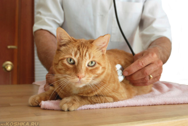 Ветеринар в белом халате прослушивающий рыжую кошку при помощи стетоскопа