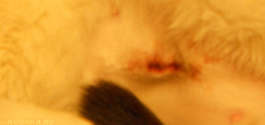 Шов у кошки после стерилизации кровоточит