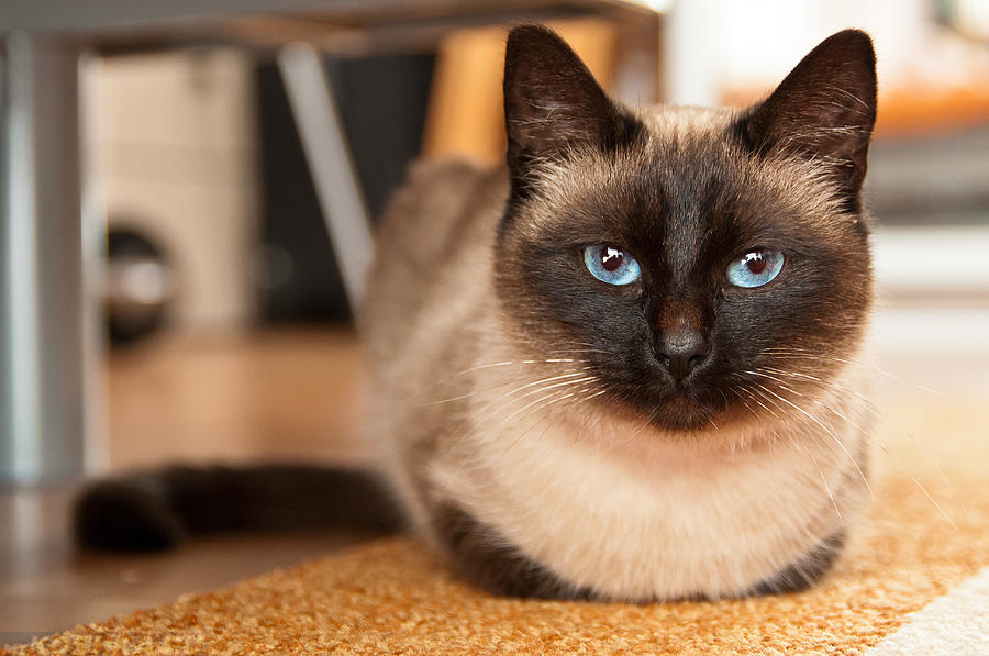 сколько живут обычные кошки в домашних условиях