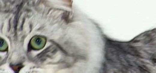 Большая сибирская кошка вид сбоку