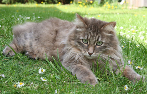 Серая пушистая сибирская кошка на траве