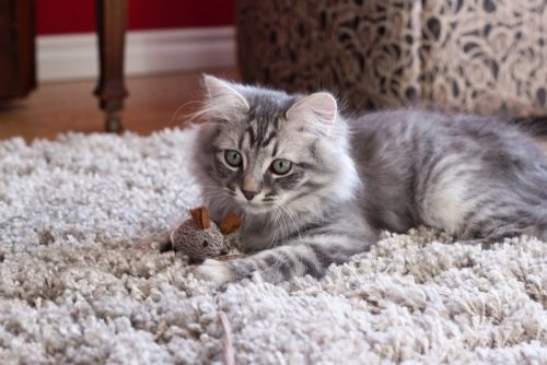 Пушистый серый котенок сибирской кошки