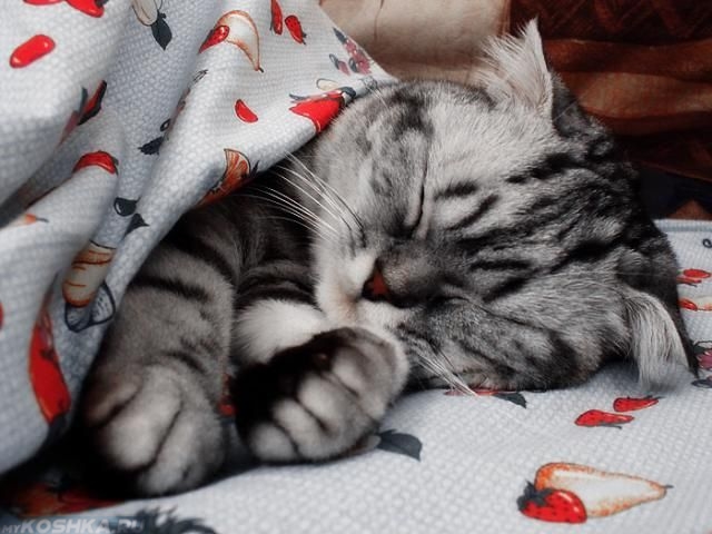 Кошка спит укрывшись одеялом
