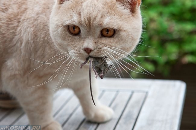 Кошка с мышью во рту