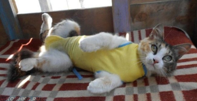 Стерилизованная кошка в желтой одежке