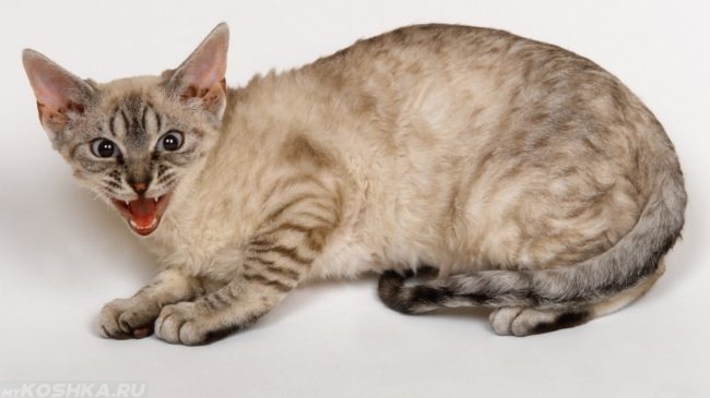 Серая кошка с открытым ртом в состоянии стресса