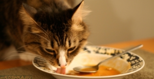 Кошка ест суп из тарелки