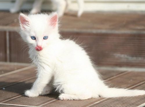 Белый пушистый котенок с голубыми глазами породы турецкая ангора