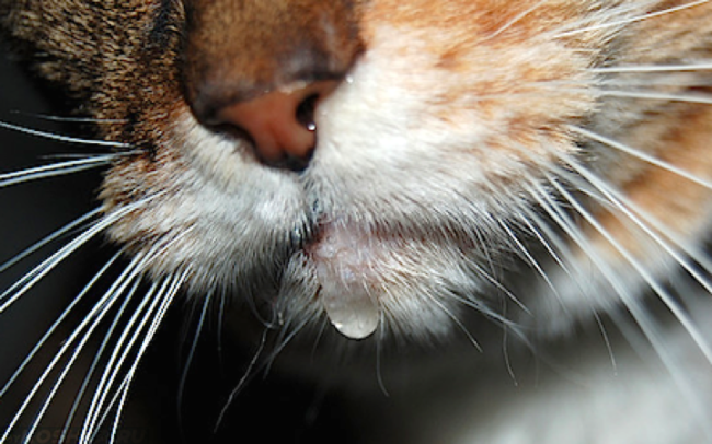 Слюна в увеличенном виде вытекает из рта рыжего кота