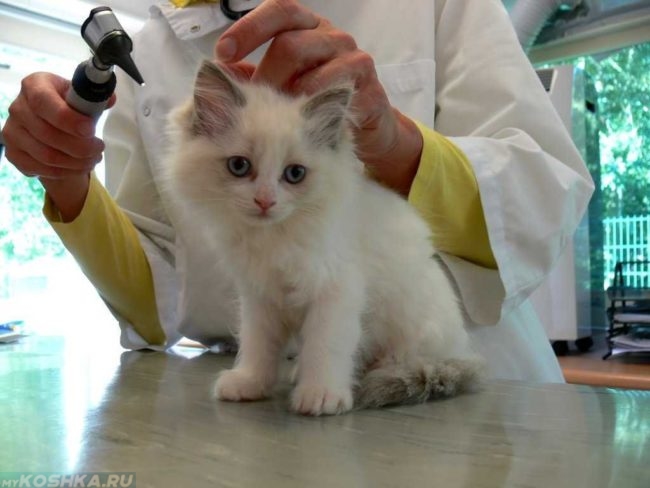 Персидский котенок на столе у ветеринара