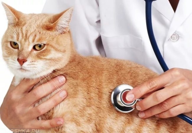 Рыжий кот на столе у ветеринара прослушиваемый стетоскопом