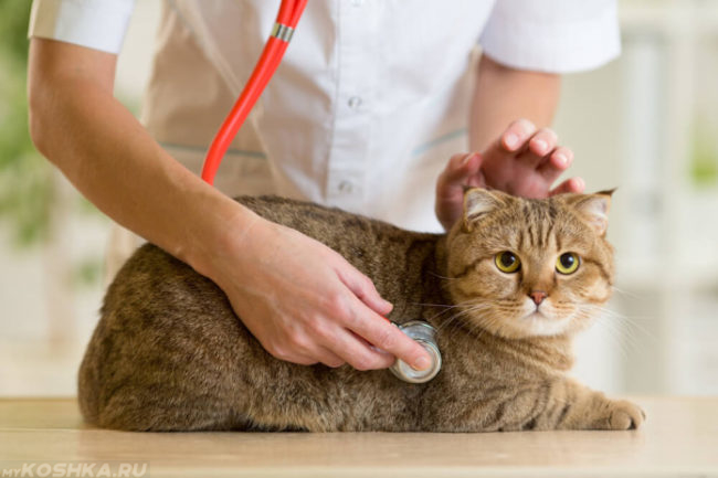 Прослушивание сердца стетоскопом коричневого кота