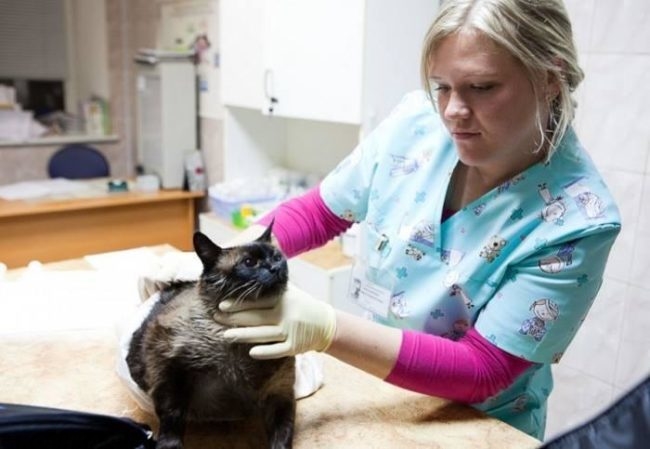 Женщина в голубом халате держит кошку руками на столе в ветеринарной клинике