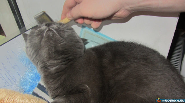 Уход за домашней кошкой вычёсывание
