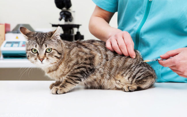 Процедура вакцинации кошки на столе у ветеринара