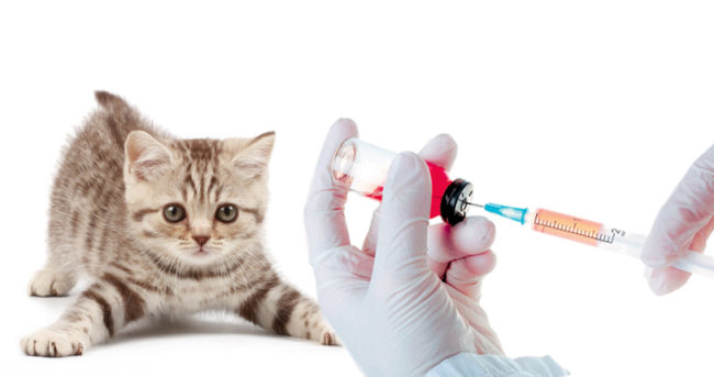 Ветеринар в белых перчатках делает вакцинацию серому котенку