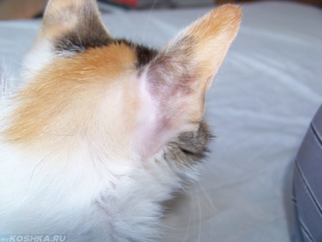 Котенок с гипотрихозом на теле