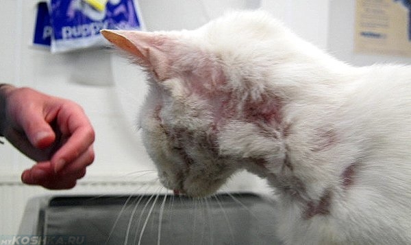 Белая кошка с дерматитом на теле