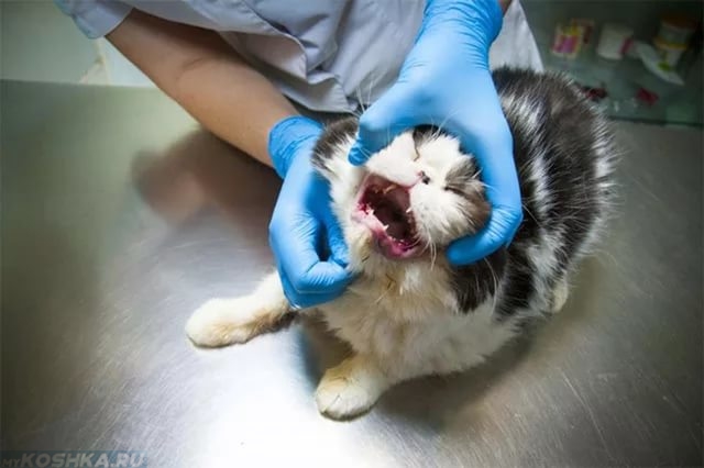 Ветеринар открыл пасть коту