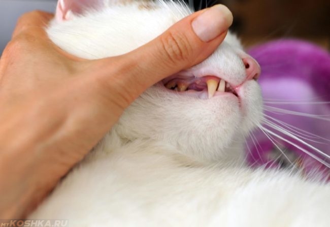 Воспаление десен у белой кошки