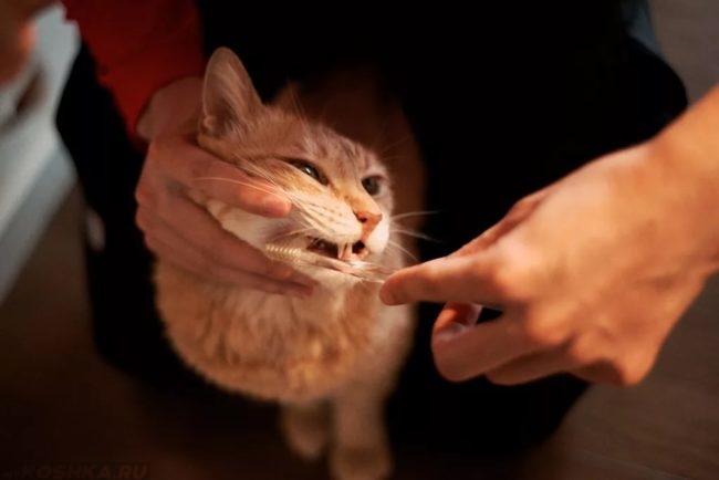 Рыжей кошке чистят зубы
