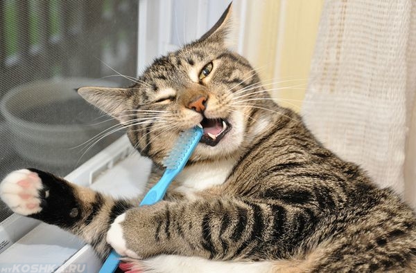 Кошка жует голубую зубную щетку