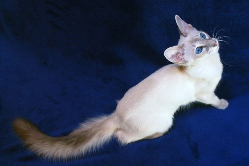 Пушистая белая кошка с голубыми глазами породы яванез на синем фоне