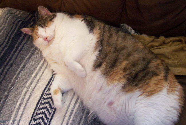 Очень толстая кошка спит