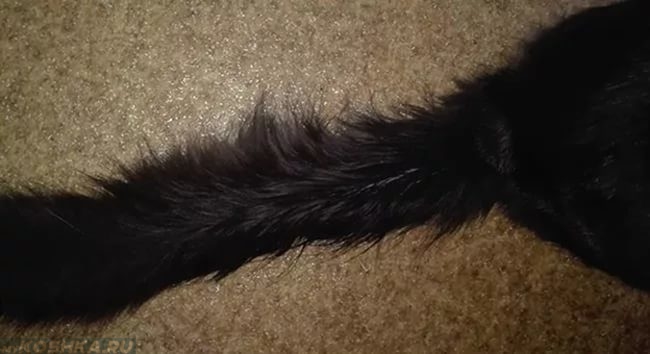 Жирная шерсть на хвосте у чёрного пушистого кота