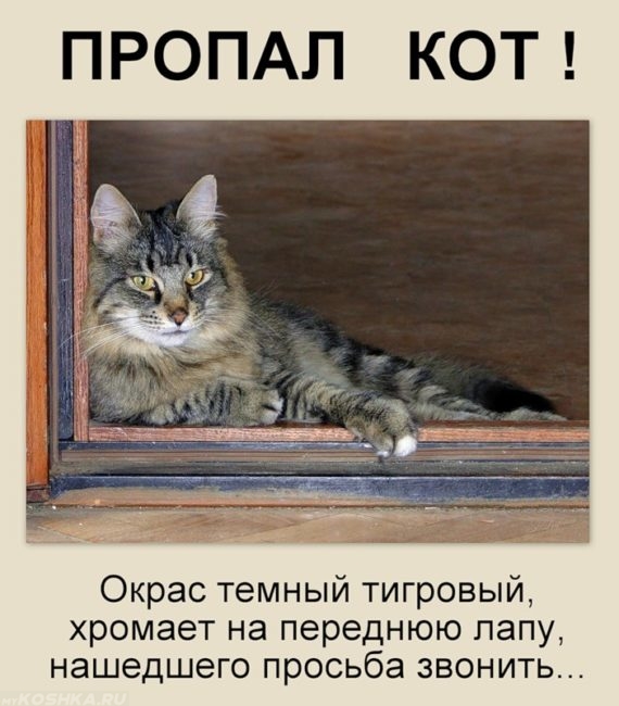 Объявление о пропаже кошки