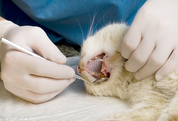 Ветеринар осматривает горло кота