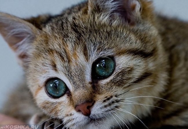 Кошка с голубыми глазами смотрит не в кадр