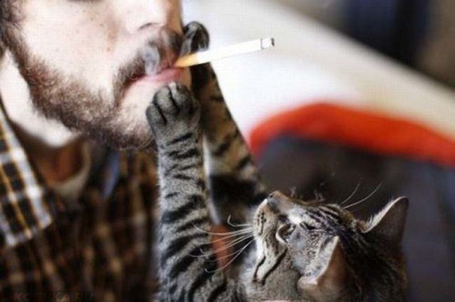 Кошка тянется к сигарете
