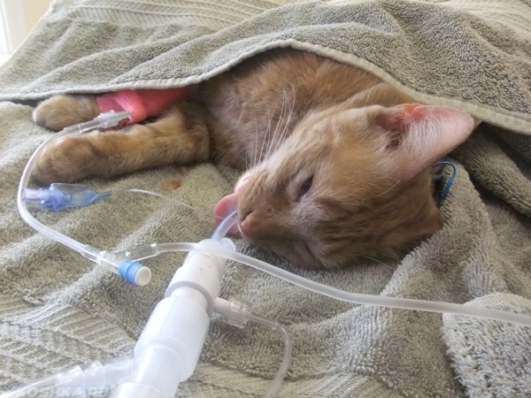 Кошка лежит на операционном столе после анестезии